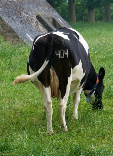 Cow with 404 stamped on its rear