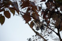 ADL_044995