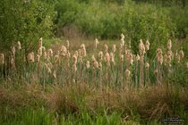 ADL_064151